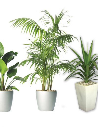 pot plants